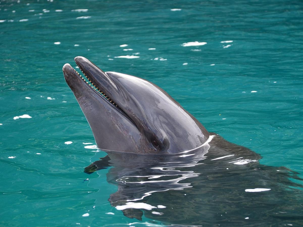 Дельфины в Австралии: уникальный метод охоты шокирует учёных