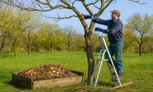 Старые яблони теряют урожайность? Омоложение, которое вернёт дерево к жизни и плодовитости