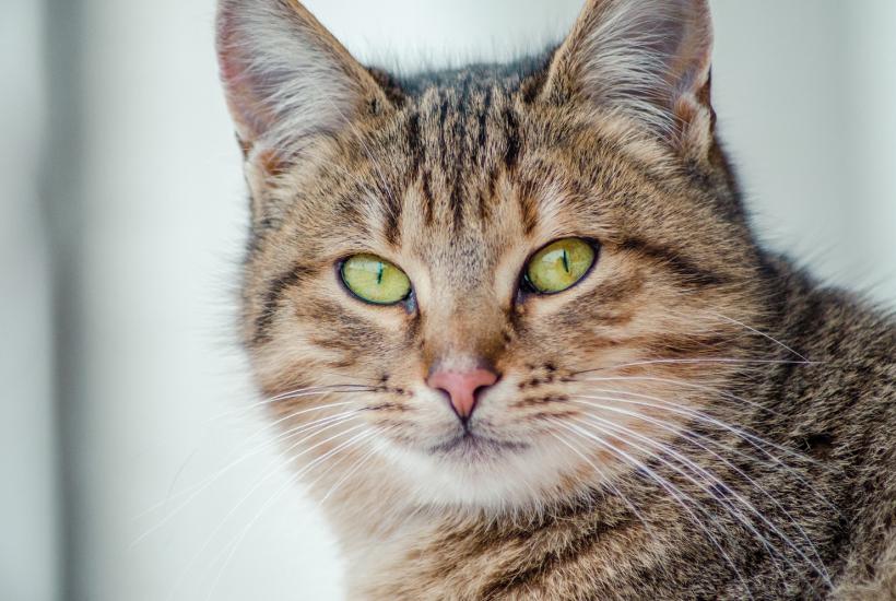 Кот Кот