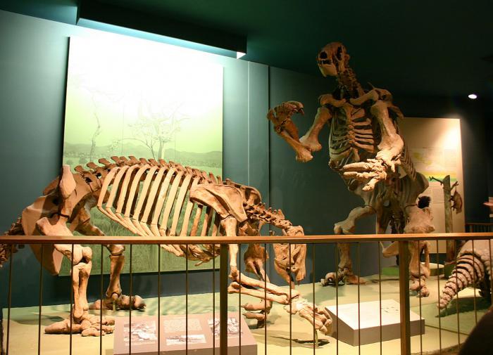 Гигантские туннели в Южной Америке могли оставить ленивцы