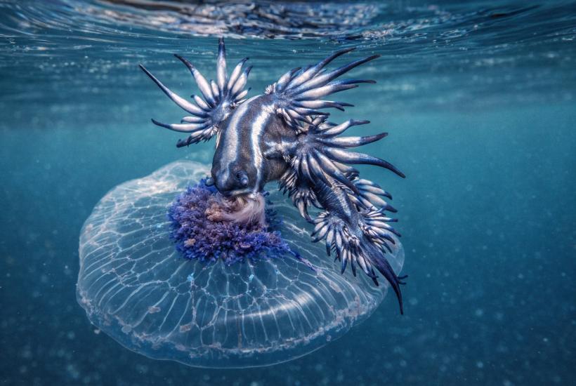 Голубой дракон на медузе