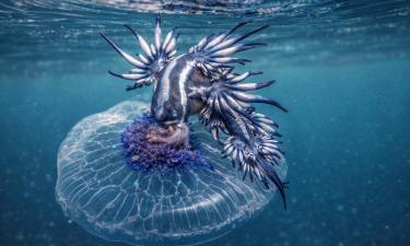 Голубой дракон накапливает яд съеденных медуз