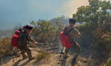 Казаки и экстренные службы борются с крупным лесным пожаром под Анапой
