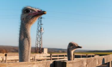 В Республике Алтай появится страусиная ферма — Россельхознадзор