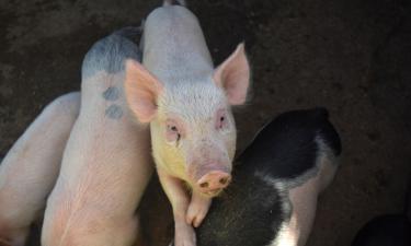 Опасная болезнь опустошает фермы: под нож идут даже здоровые животные