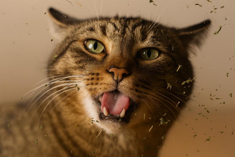 Кот и кошачья мята