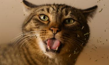 Шарики из кошачьей мяты могут вызывать расстройство желудка у питомца