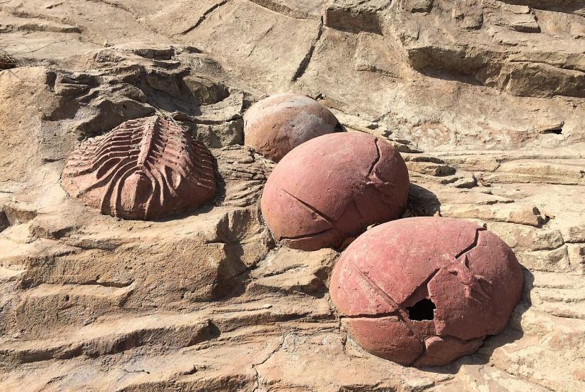 яйца динозавров