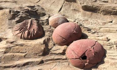 В Испании обнаружили 4 почти целых яйца динозавров, пролежавшие в земле 72 млн лет
