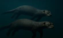 В Амазонии появилась стая, перед которой отступают кайманы и анаконды: хищник меняет законы рек