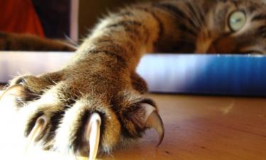 Когтеточка помогает кошке сохранять здоровье — ветеринар Шеляков