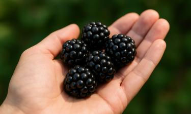 Ежевика для ленивых: 7 сортов, которые не колются, но дают тонны сладких ягод
