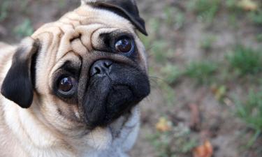 Как измерить температуру собаке: инструкция и советы