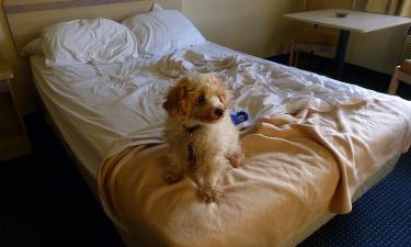 Иллюзия уюта: тёплый питомец под боком — это ловушка, которая крадёт ваши силы каждую ночь