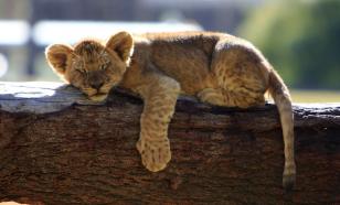 Почему детёныши животных пятнистые