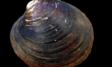 Учёные связали долголетие моллюска с митохондриями — биолог Энрике Родригес