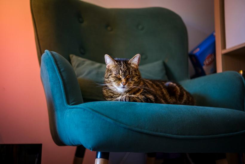 Кошки запоминают обстановку и запахи вместо логики хозяина