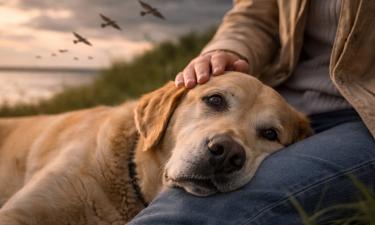 94% хозяев считают собаку членом семьи
