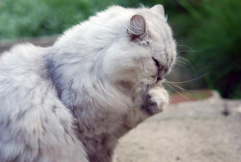 Обиженная кошка