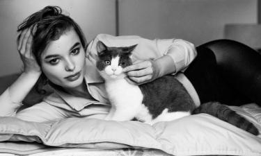 Активные игры за 30 минут до сна снижают ночную энергию котят