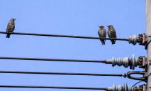 Безопасность птиц на ЛЭП зависит от отсутствия замыкания — Sciencepost