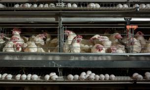 ФСБ проводит "чистки" в агрохолдингах