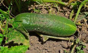 Любимая подкормка огурцов в августе