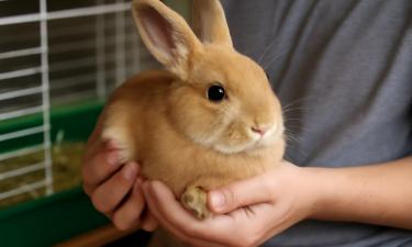 Одомашнивание уменьшило центр страха в мозге кроликов — исследователи