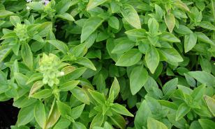 Это реально: какую зелень можно вырастить на подоконнике