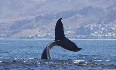 Китообразные осваивают реки: наблюдения весны