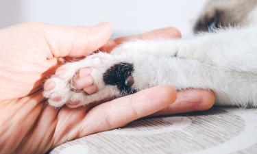 Кошки выбирают для топтания самого безопасного человека — эксперты