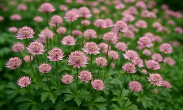 Астранция совместима с хостами, геранями и злаками