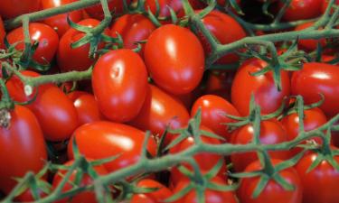 3 способа очистить помидоры от пестицидов: используем соду и другие хитрости