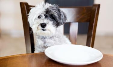 Добавление овощей снижает риск болезней у собак — учёные из Гарварда