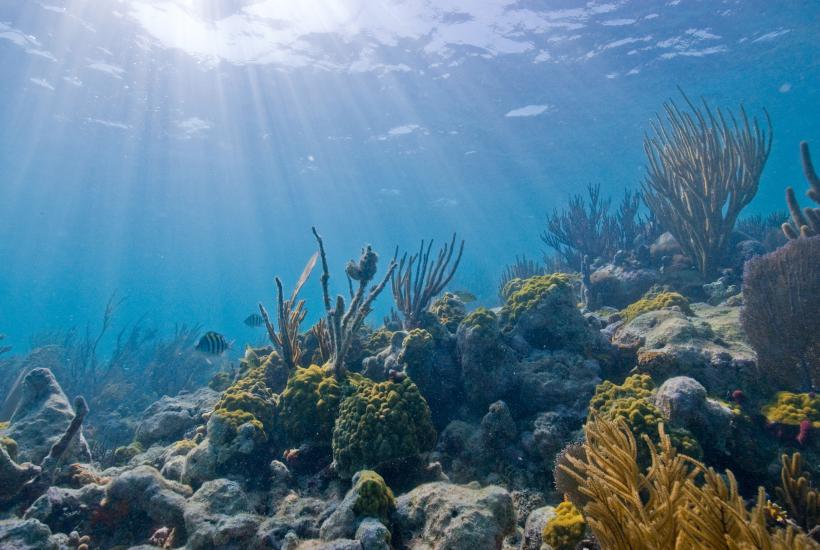 Морское дно Морское дно