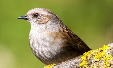 Крики во время секса: новый урок от самок