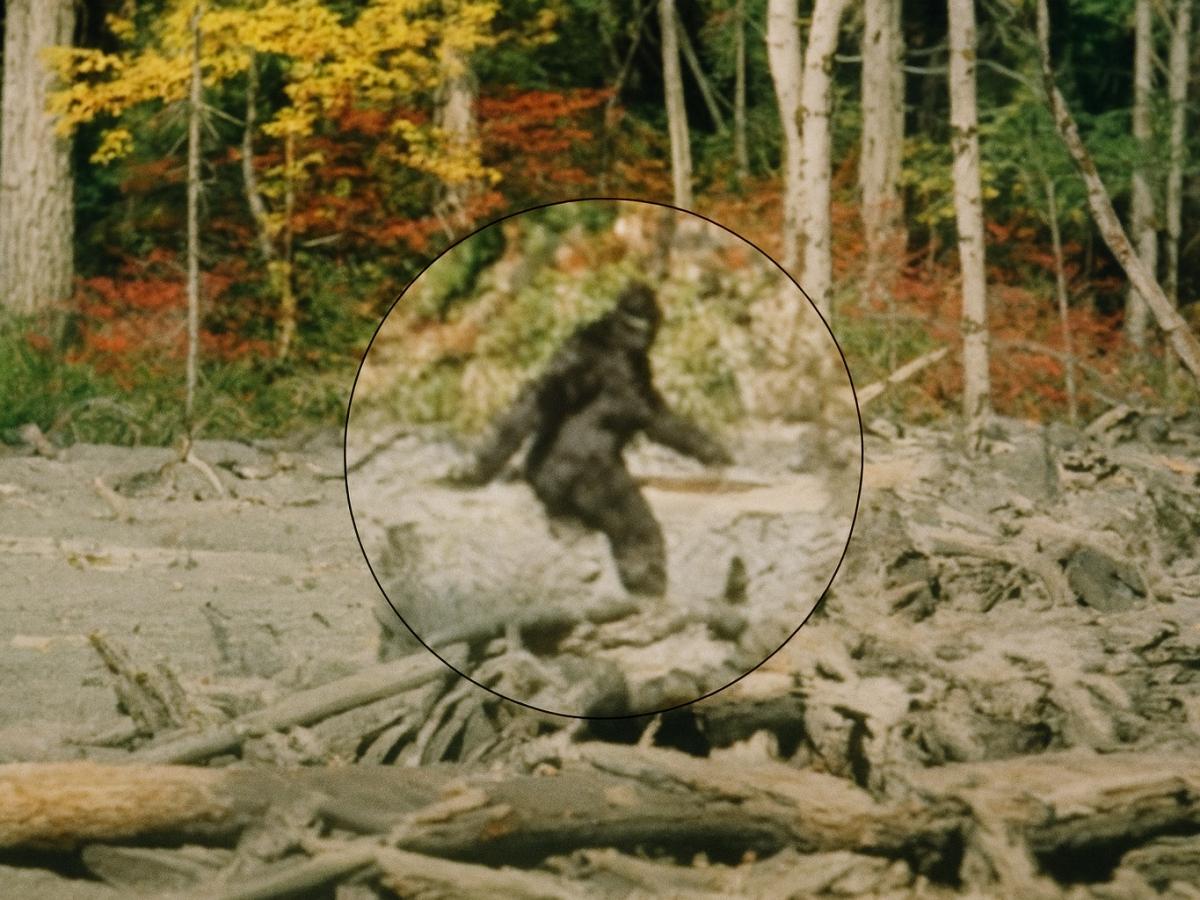 Анализ загадочных волос из Орегона опроверг миф о снежном человеке  ФБР