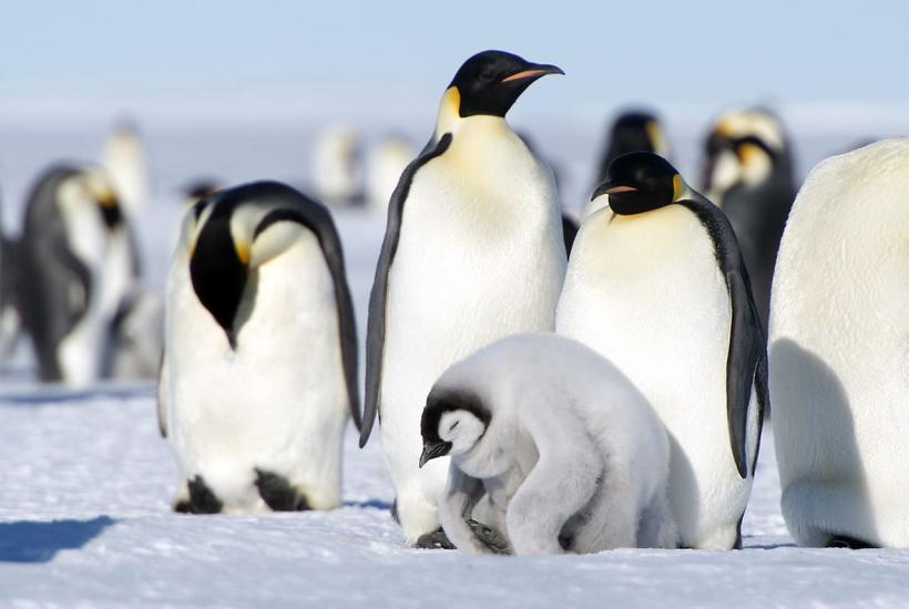 Императорские пингвины