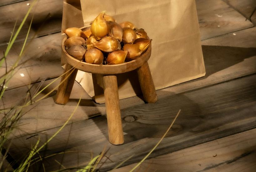 Тюльпаны посадка