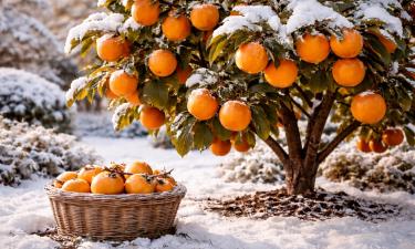 Виргинская хурма выдерживает морозы до −30 °C — агроном Николай Курдюмов