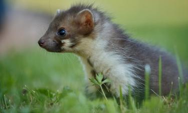 Учёные выявили гены, позволяющие млекопитающим уменьшать мозг зимой — Earth