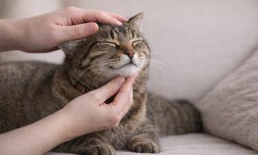 Эффект лечебной чистоты: низкочастотная вибрация помогает животным быстрее заживлять раны