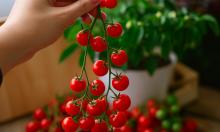 Огородники сходят с ума по новинке: томат без кожи называют самым вкусным черри сезона