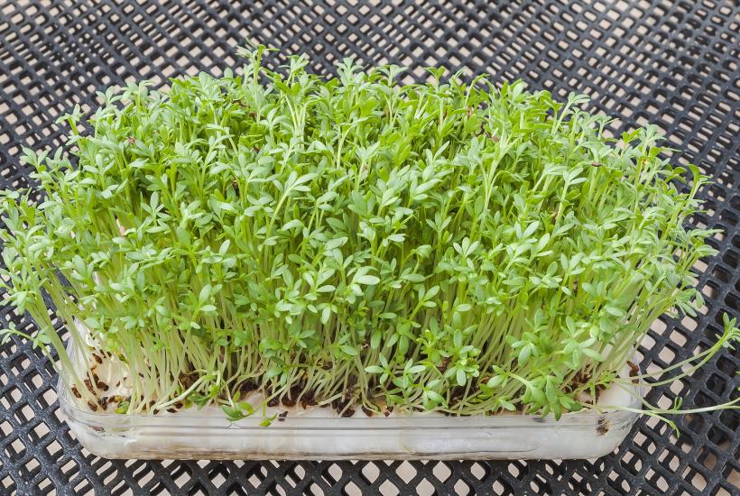 Кресс-салат