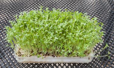 Живой витамин на подоконнике: природа придумала лекарство, которое растёт без земли и за 3 дня