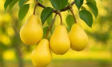 Лучшие самоплодные груши для дачи: медовые плоды, лёгкий уход, а урожай радует, словно из сказки