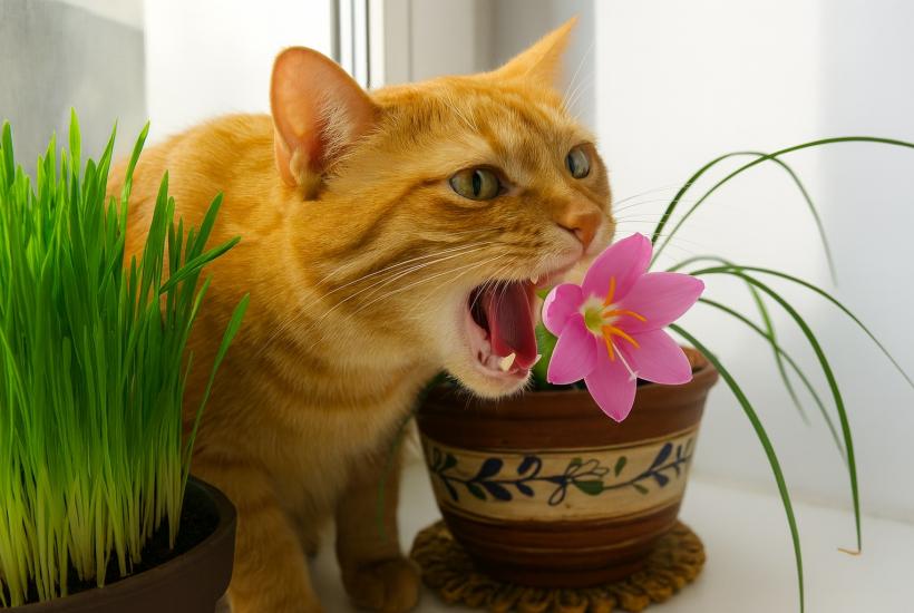 Кот ест цветок на подоконнике