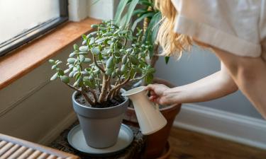 Толстянка растёт, а деньги — нет? Этот уход раскроет потенциал растения