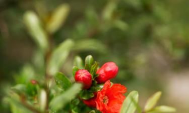 Гранат, который играет в бонсай — каприз природы в миниатюре с характером воина