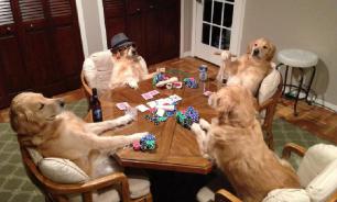 Как отучить собаку портить вещи